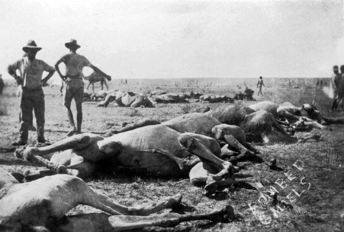 http://www.nzhistory.net.nz/files/images/dead-camels.jpg