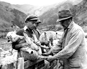 Farmer's docking lambs