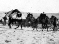 Camels carrying wounded Camels carrying wounded