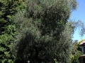 Deans Bush memorial olive tree