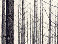 John Johns, Forest fires, Balmoral
