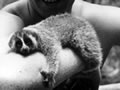 Slow loris mascot Slow loris mascot