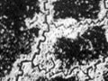 Aerial photo of Somme trench systems Aerial photo of Somme trench systems