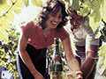 Wine tourism poster