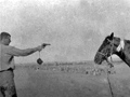 Shooting wounded horse Shooting wounded horse